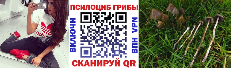 Галлюциногенные грибы Magic Shrooms  Липецк 
